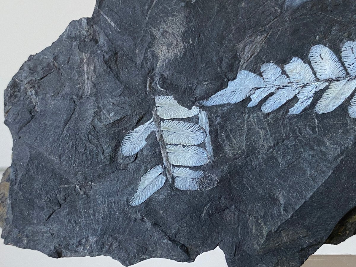 2.14" Neuropteris species plant fossil matrix, fossil fern (Carboniferous fossil) - FossilsAndMore