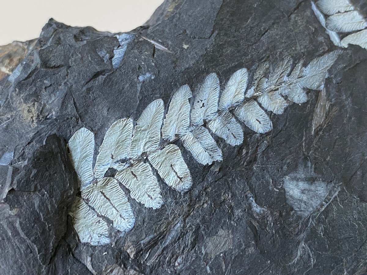 2.14" Neuropteris species plant fossil matrix, fossil fern (Carboniferous fossil) - FossilsAndMore