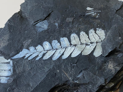 2.14" Neuropteris species plant fossil matrix, fossil fern (Carboniferous fossil) - FossilsAndMore