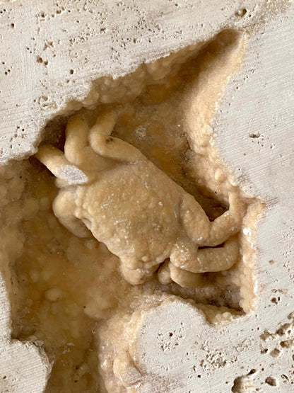 2.16" Potamon crab fossil species in travertine - FossilsAndMore