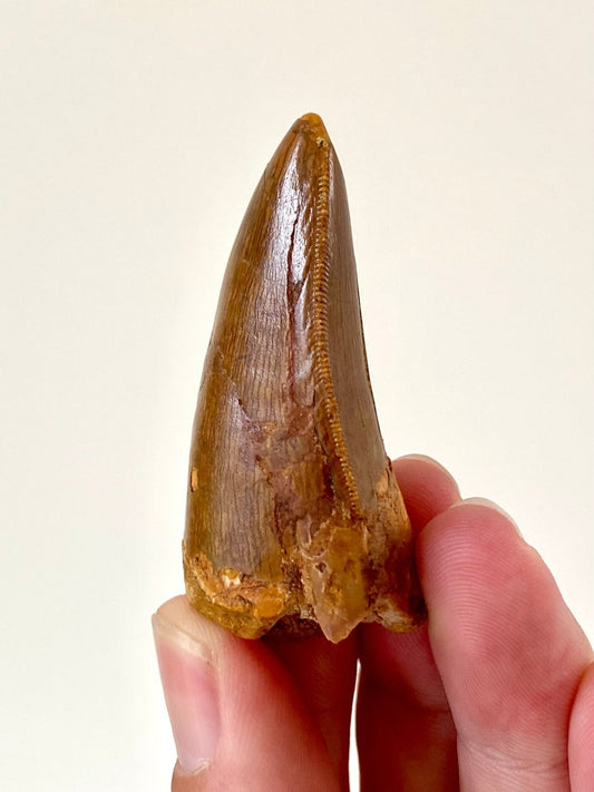 2.18" Carcharodontosaurus fossil tooth, Dinosaur tooth - FossilsAndMore