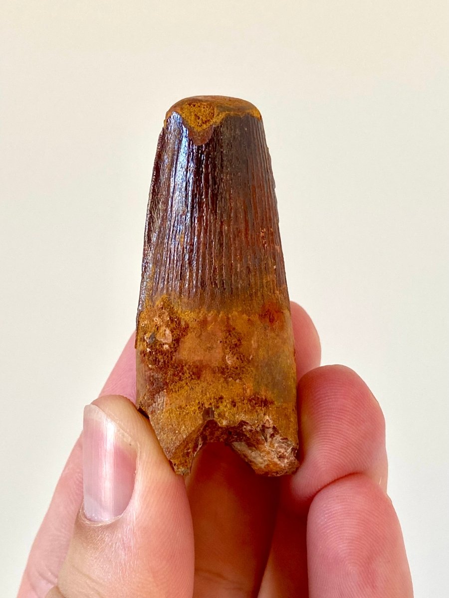 2.19" Spinosaurus fossil dinosaur tooth - FossilsAndMore