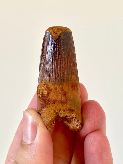 2.19" Spinosaurus fossil dinosaur tooth - FossilsAndMore