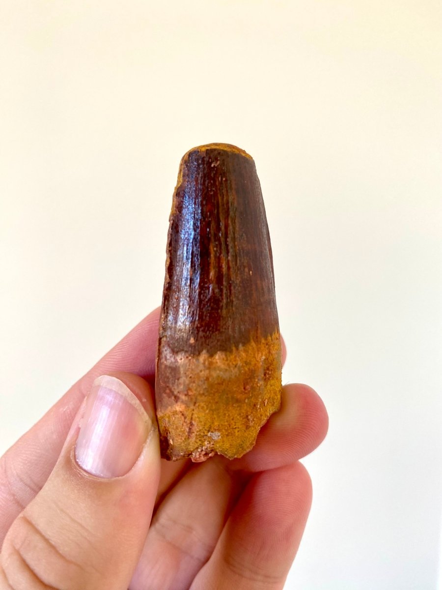 2.19" Spinosaurus fossil dinosaur tooth - FossilsAndMore