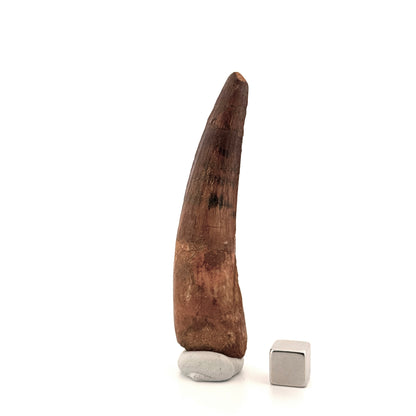 Spinosaurus Tooth Fossil (3.15") – Late Cretaceous Dinosaur tooth from Morocco