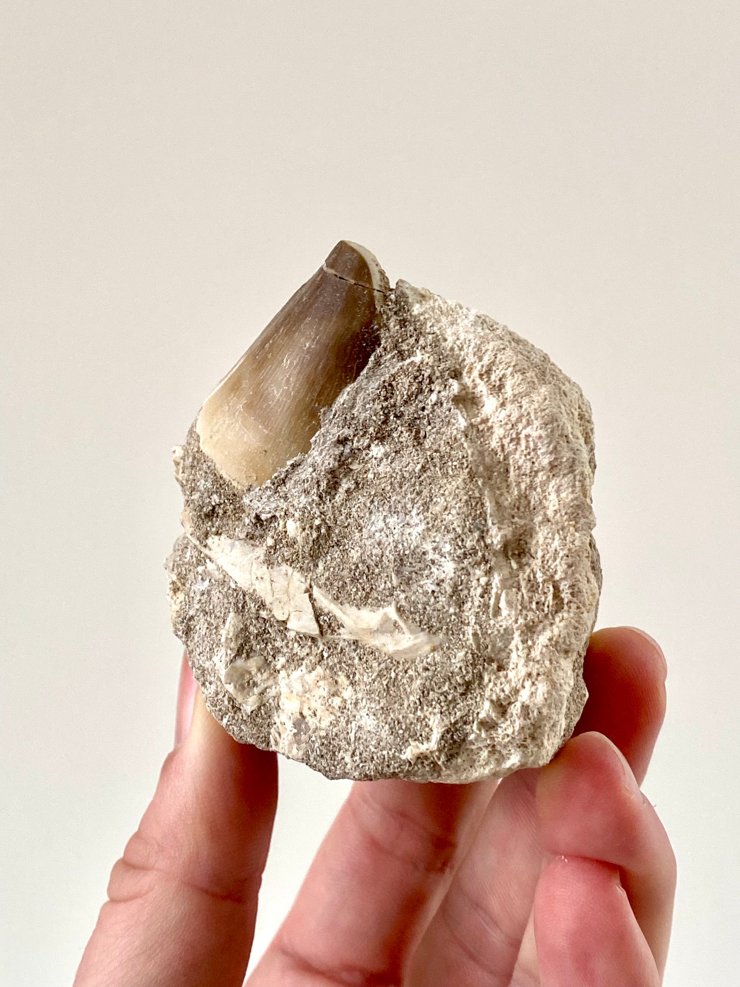 Mosasaurus fossil tooth on Matrix