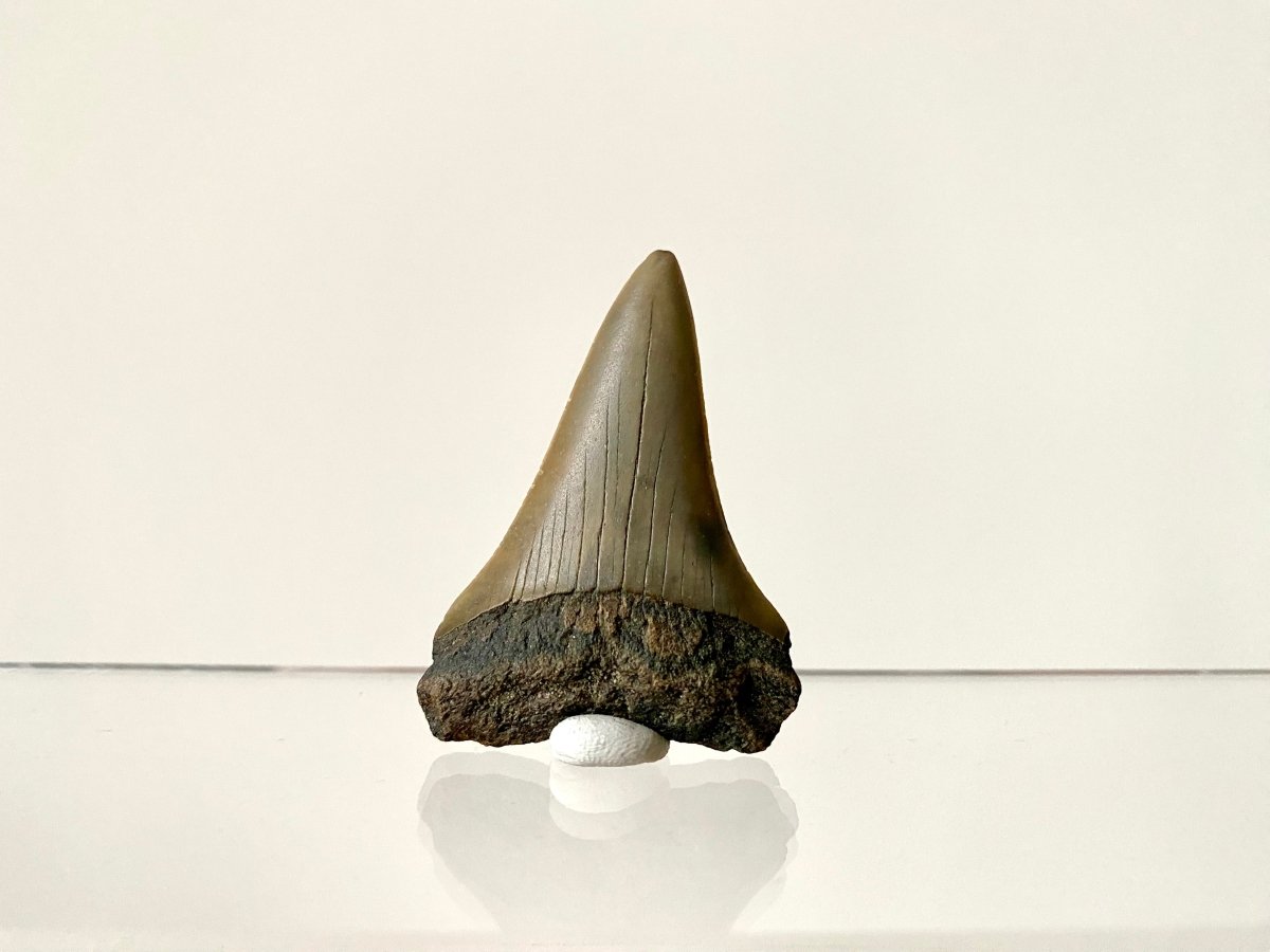 2.21" C. Hastalis fossil shark tooth - FossilsAndMore