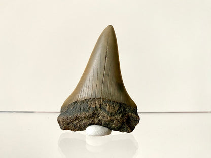 2.21" C. Hastalis fossil shark tooth - FossilsAndMore