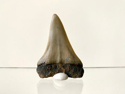 2.21" C. Hastalis fossil shark tooth - FossilsAndMore