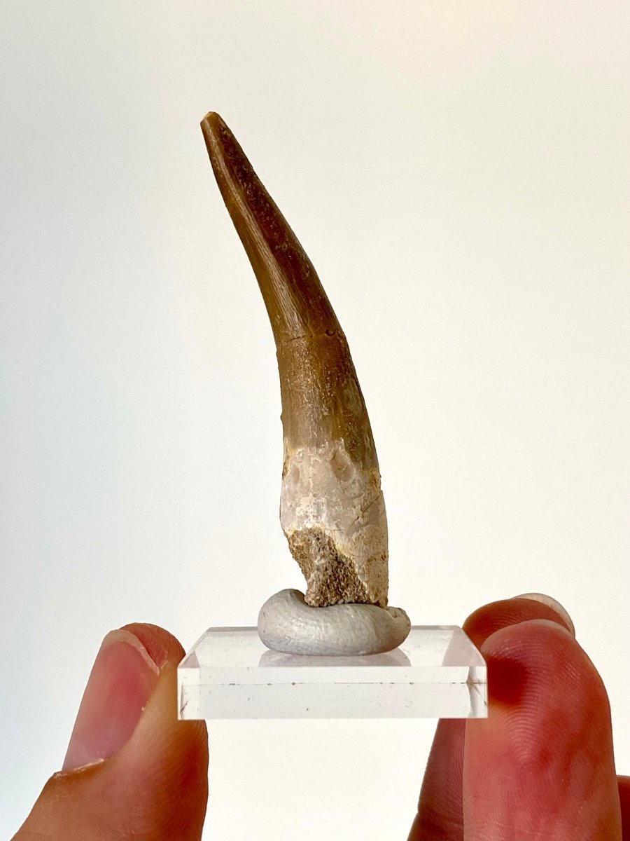 2.22" Plesiosaurus fossil tooth, Zarafasaurus Marine reptile - FossilsAndMore