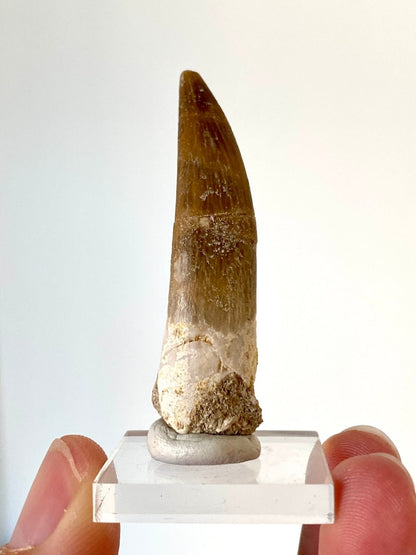 2.22" Plesiosaurus fossil tooth, Zarafasaurus Marine reptile - FossilsAndMore