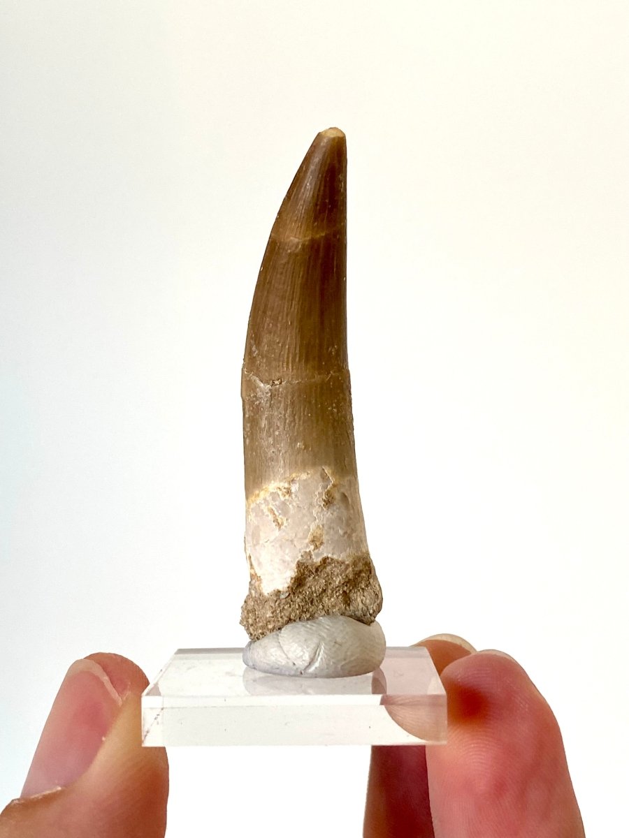 2.22" Plesiosaurus fossil tooth, Zarafasaurus Marine reptile - FossilsAndMore