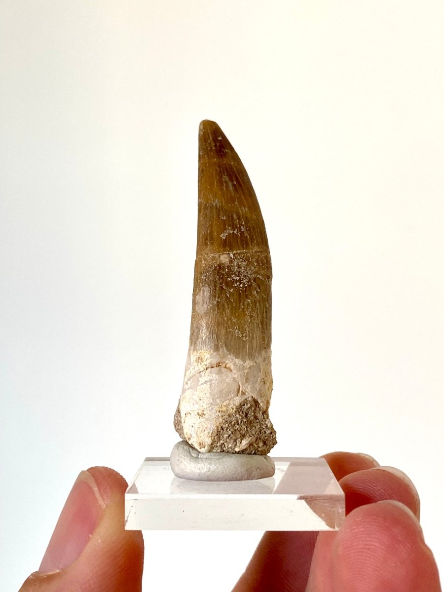 2.22" Plesiosaurus fossil tooth, Zarafasaurus Marine reptile - FossilsAndMore