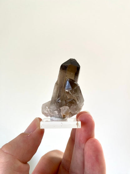 2.22" Smoky Quartz crystal from Brazil - FossilsAndMore