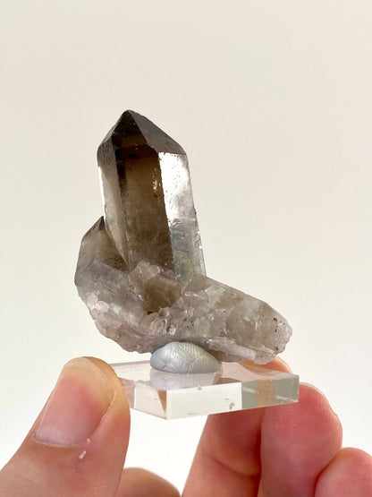 2.22" Smoky Quartz crystal from Brazil - FossilsAndMore