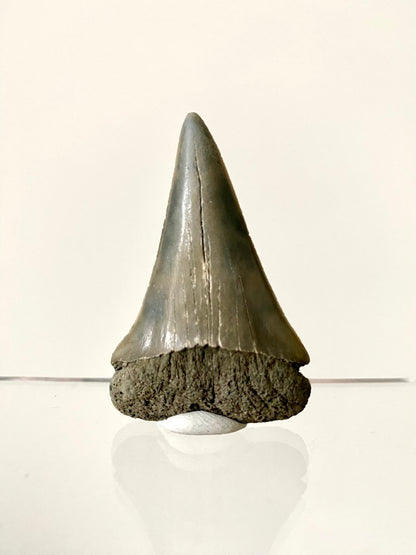 2.23" C. Hastalis fossil shark tooth - FossilsAndMore