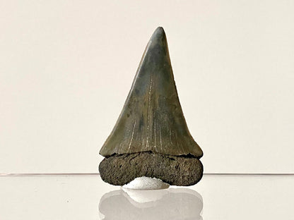 2.23" C. Hastalis fossil shark tooth - FossilsAndMore