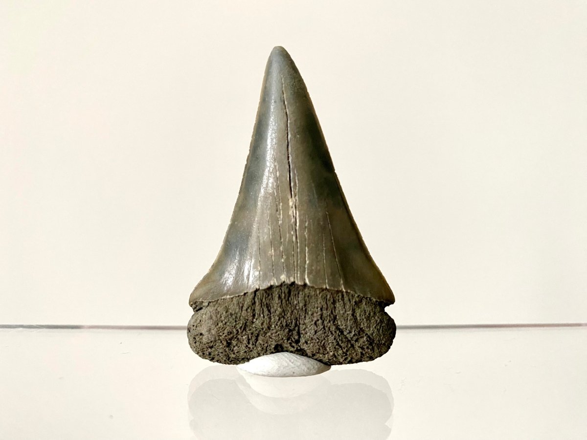 2.23" C. Hastalis fossil shark tooth - FossilsAndMore