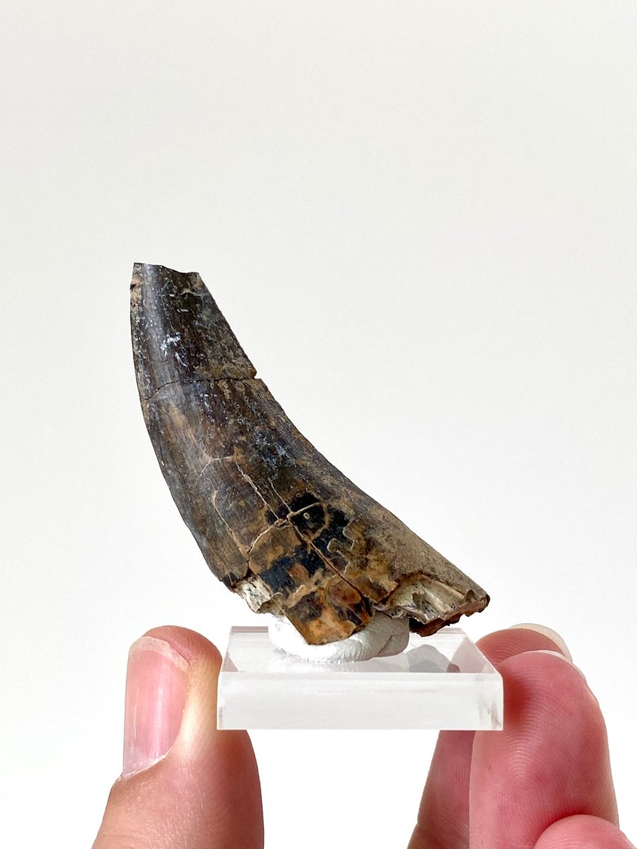 2.23" Suchomimus dinosaur fossil tooth from Niger - FossilsAndMore