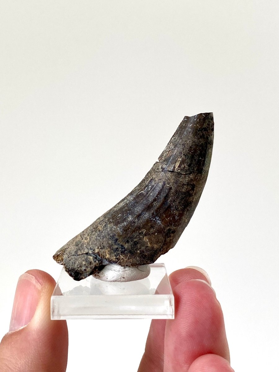 2.23" Suchomimus dinosaur fossil tooth from Niger - FossilsAndMore