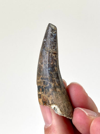 2.23" Suchomimus dinosaur fossil tooth from Niger - FossilsAndMore