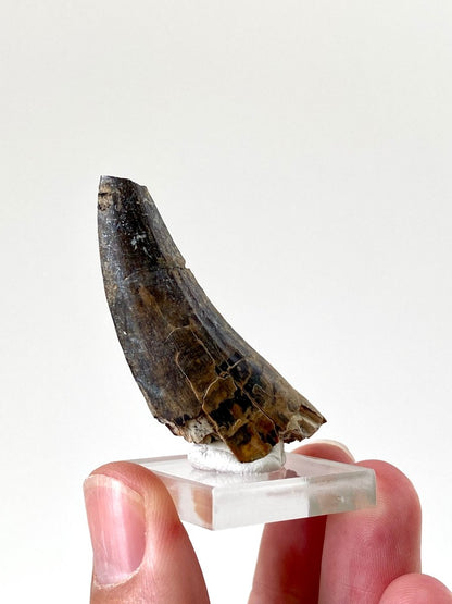 2.23" Suchomimus dinosaur fossil tooth from Niger - FossilsAndMore