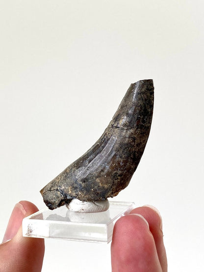 2.23" Suchomimus dinosaur fossil tooth from Niger - FossilsAndMore