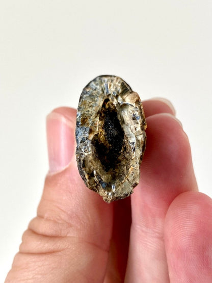 2.23" Suchomimus dinosaur fossil tooth from Niger - FossilsAndMore