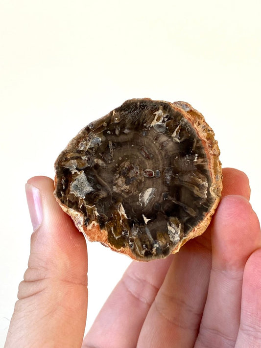 2.25" Petrified wood from Madagascar - FossilsAndMore