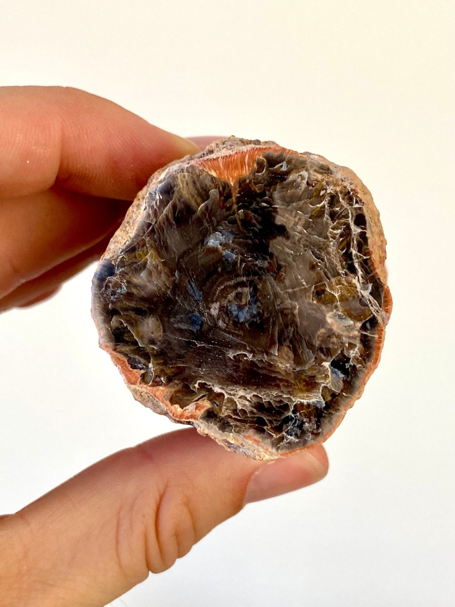 2.25" Petrified wood from Madagascar - FossilsAndMore