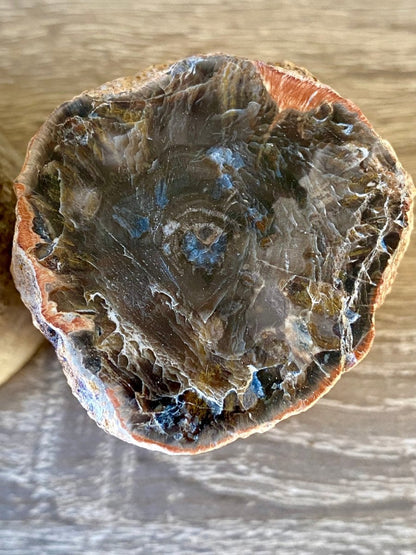 2.25" Petrified wood from Madagascar - FossilsAndMore