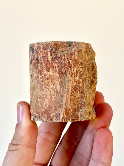 2.25" Petrified wood from Madagascar - FossilsAndMore