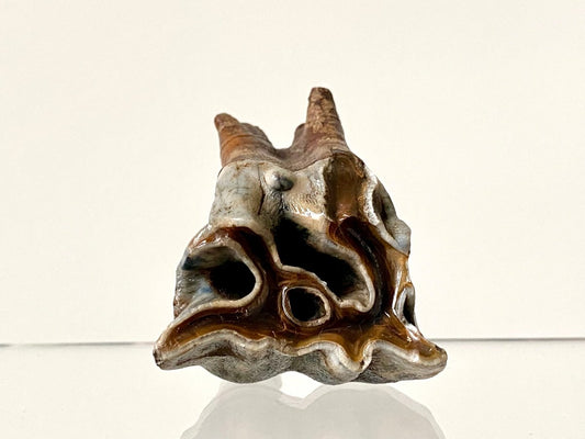 2.29" Coelodonta species Molar - FossilsAndMore