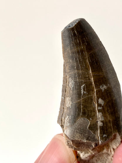 Eocarchia Dinops fossil dinosaur tooth (5.6cm)