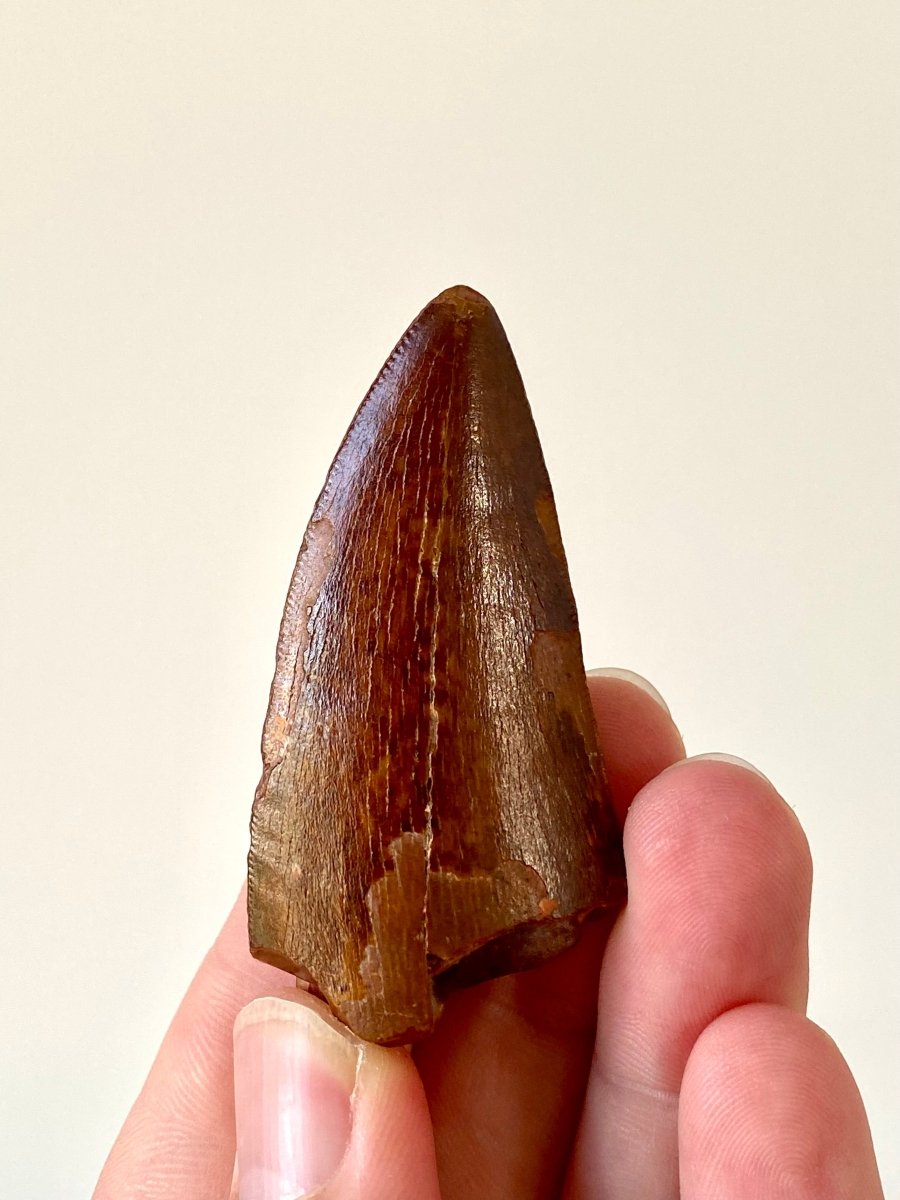 2.31" Carcharodontosaurus fossil tooth, Dinosaur tooth - FossilsAndMore