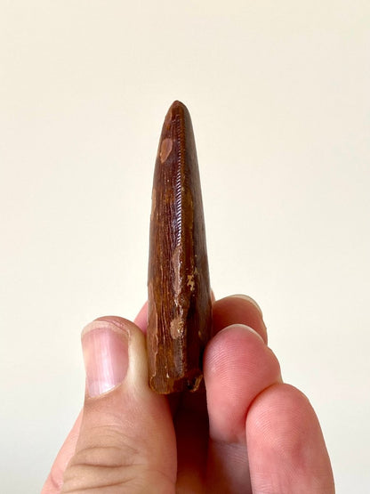 2.31" Carcharodontosaurus fossil tooth, Dinosaur tooth - FossilsAndMore