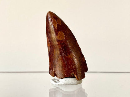 2.31" Carcharodontosaurus fossil tooth, Dinosaur tooth - FossilsAndMore