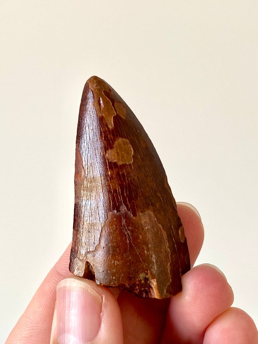 2.31" Carcharodontosaurus fossil tooth, Dinosaur tooth - FossilsAndMore