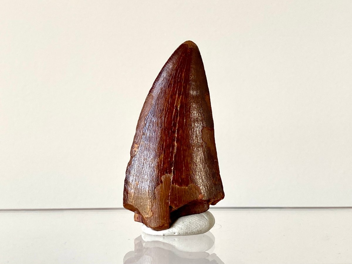 2.31" Carcharodontosaurus fossil tooth, Dinosaur tooth - FossilsAndMore