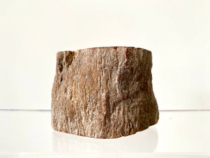 2.31" Petrified wood from Madagascar - FossilsAndMore