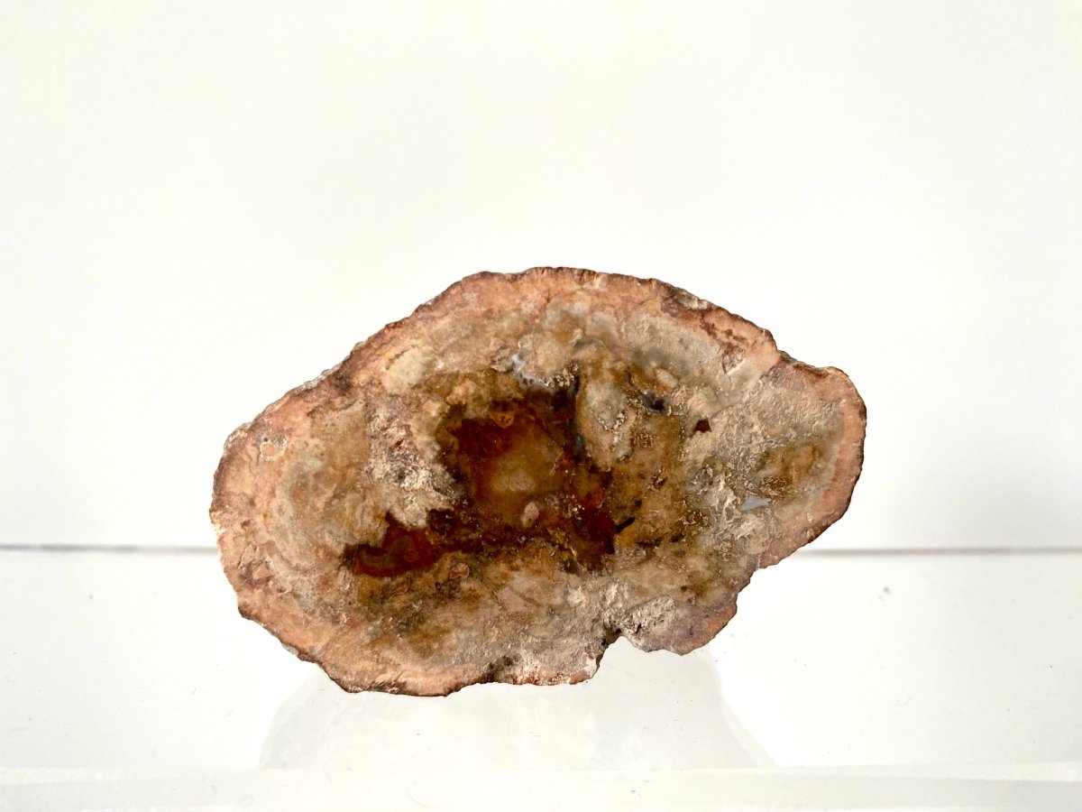 2.31" Petrified wood from Madagascar - FossilsAndMore