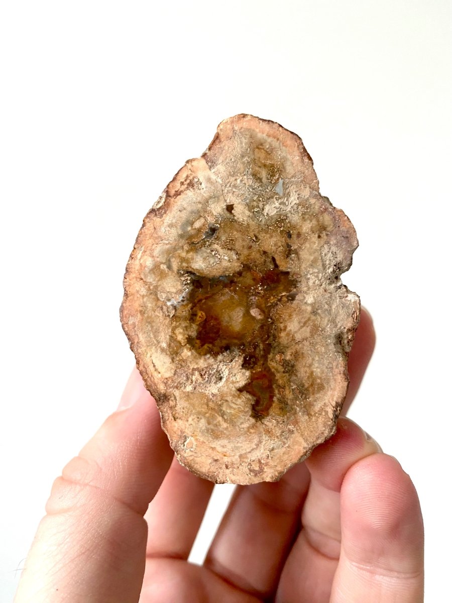 2.31" Petrified wood from Madagascar - FossilsAndMore