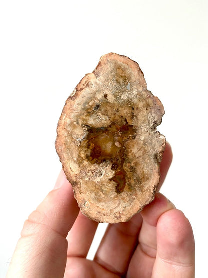 2.31" Petrified wood from Madagascar - FossilsAndMore