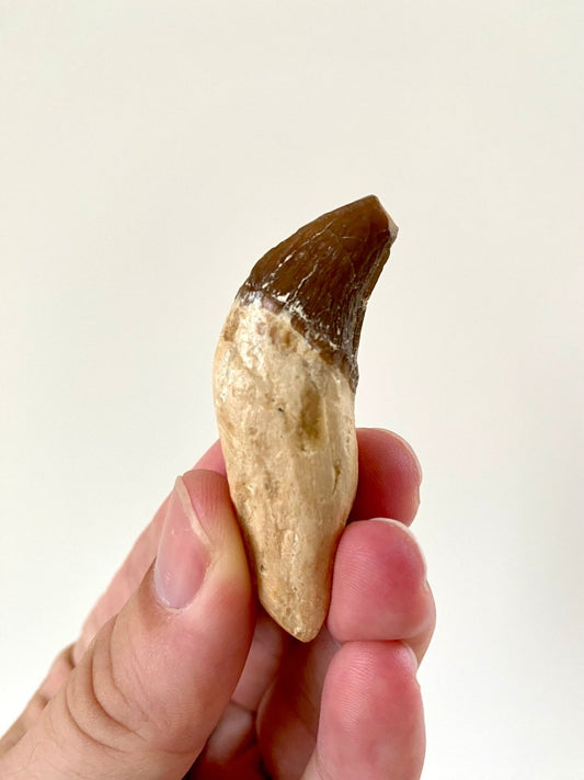 2.33” Basilosaurus fossil tooth - FossilsAndMore