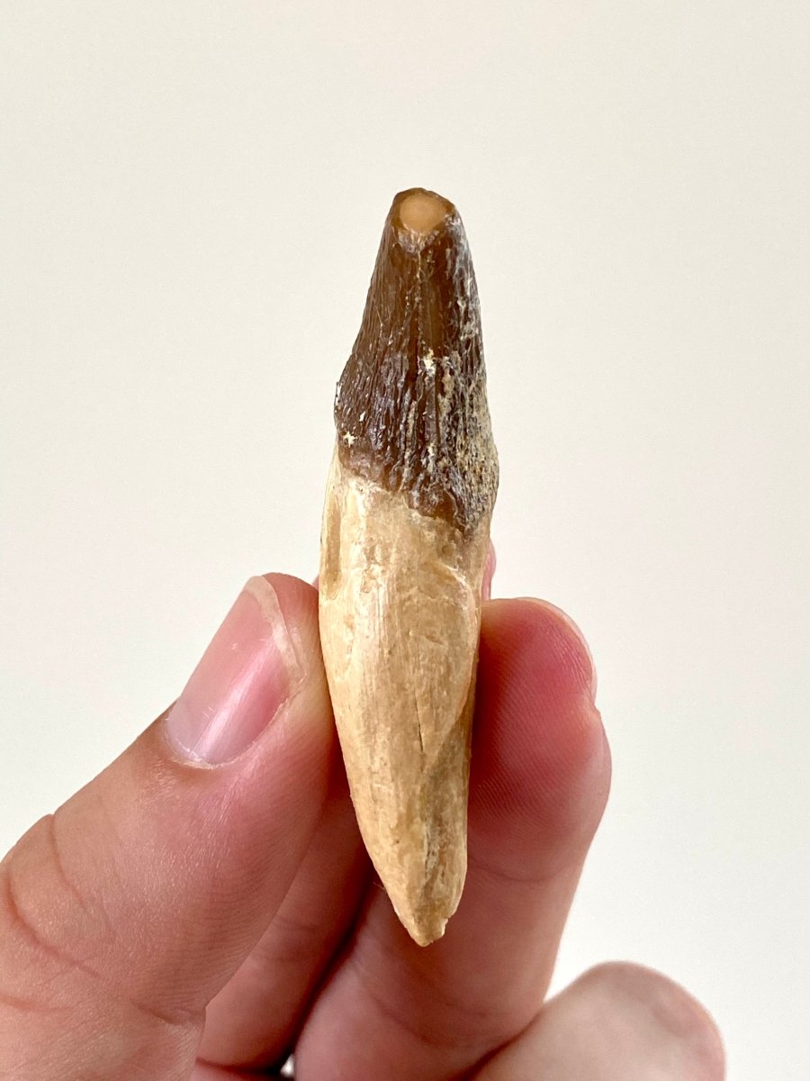 2.33” Basilosaurus fossil tooth - FossilsAndMore