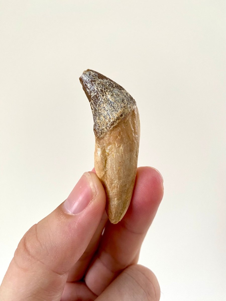 2.33” Basilosaurus fossil tooth - FossilsAndMore