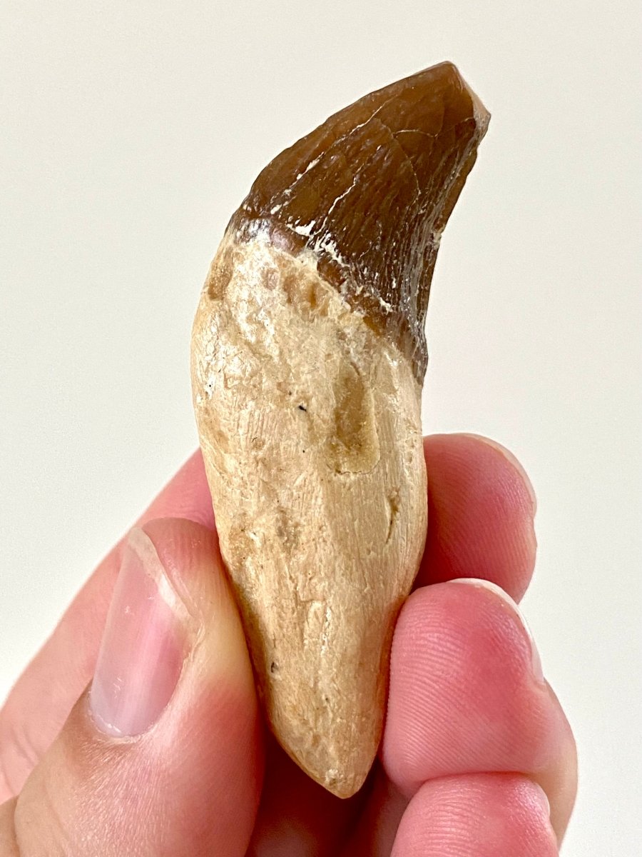 2.33” Basilosaurus fossil tooth - FossilsAndMore