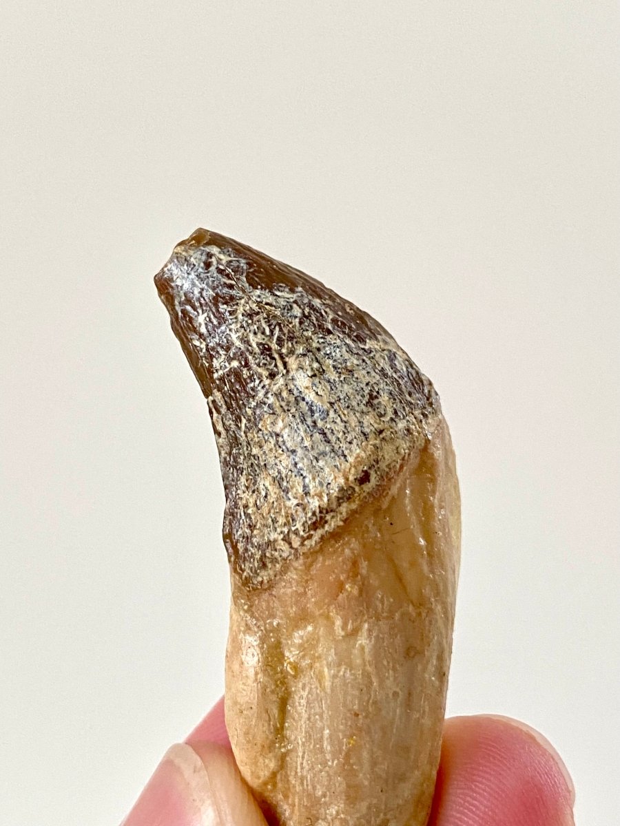 2.33” Basilosaurus fossil tooth - FossilsAndMore