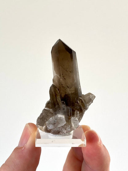 2.34" Smoky Quartz crystal from Brazil - FossilsAndMore