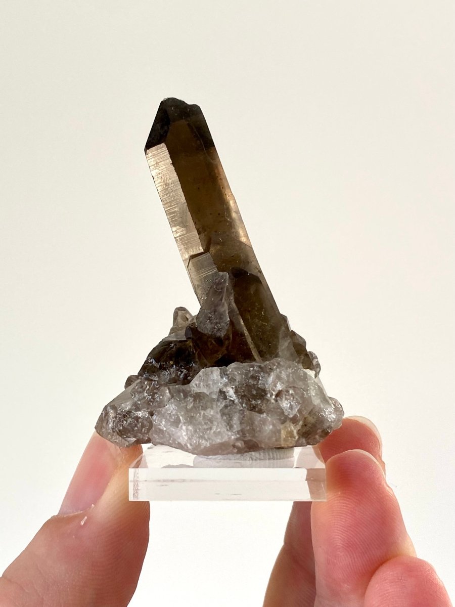 2.34" Smoky Quartz crystal from Brazil - FossilsAndMore